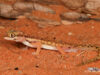 Pachydactylus wahlbergii wahlbergii – Kalahari Ground Gecko