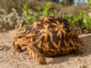 Psammobates oculifer – Serrated Tent Tortoise