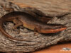 Trachylepis sparsa – Karasburg tree skink